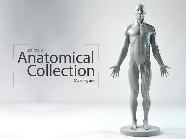 Anatomical Collection Male figure