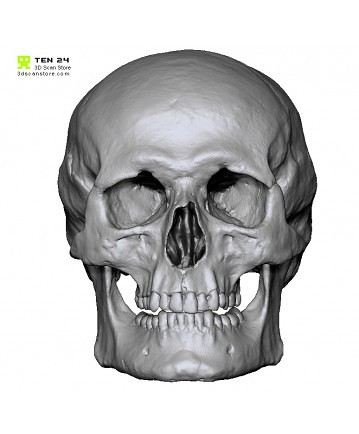 Free Male Skull 3D scan Ten21