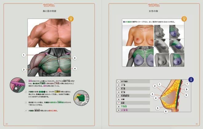 anatomy-for-sculptors-jp-2